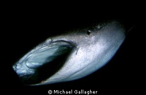 Gulp!! Whale shark feeding at night, Djibouti... by Michael Gallagher 